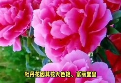 中国的国花是什么,探寻中国国花的魅力与象征意义